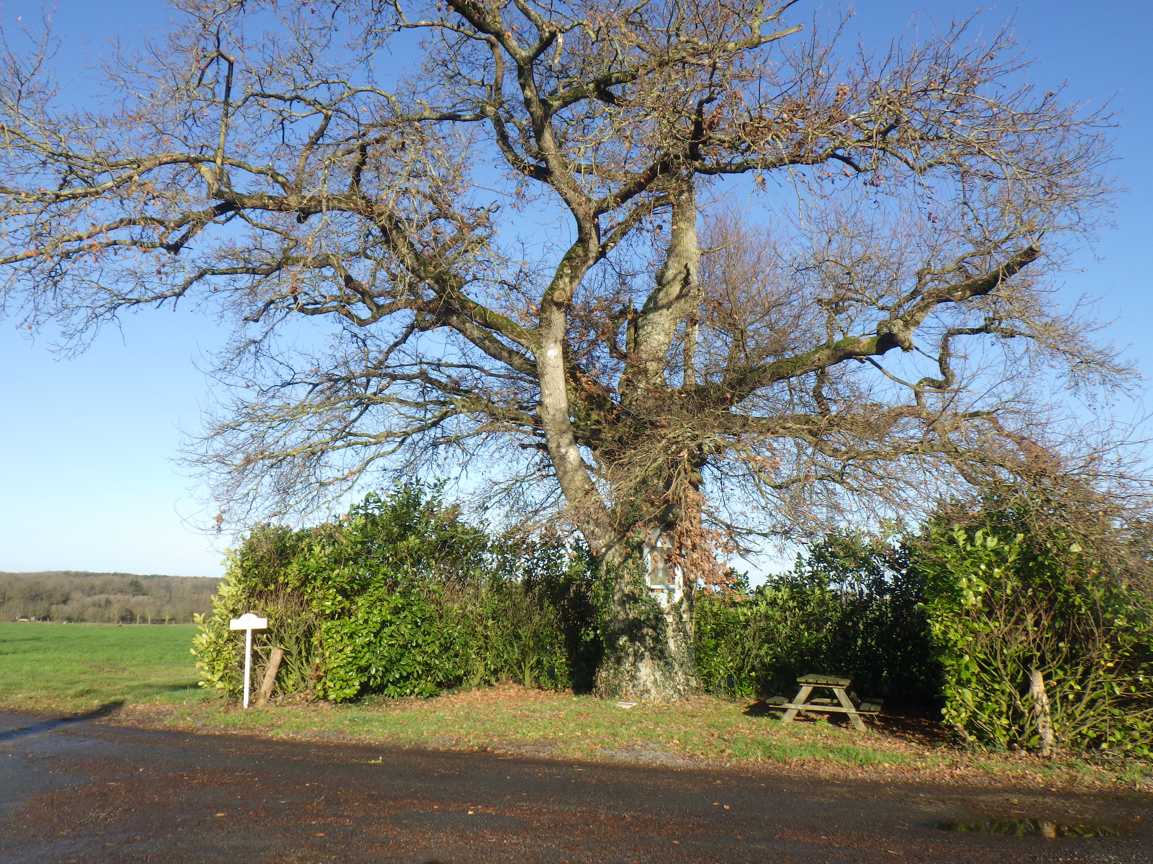 le chene de notre dame de la chauviere