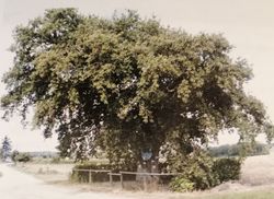 Le Chène à la vierge